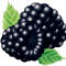 *Blackberries*