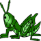 *Grasshopper*