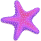 *StarfishP*