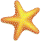 *Starfishy*